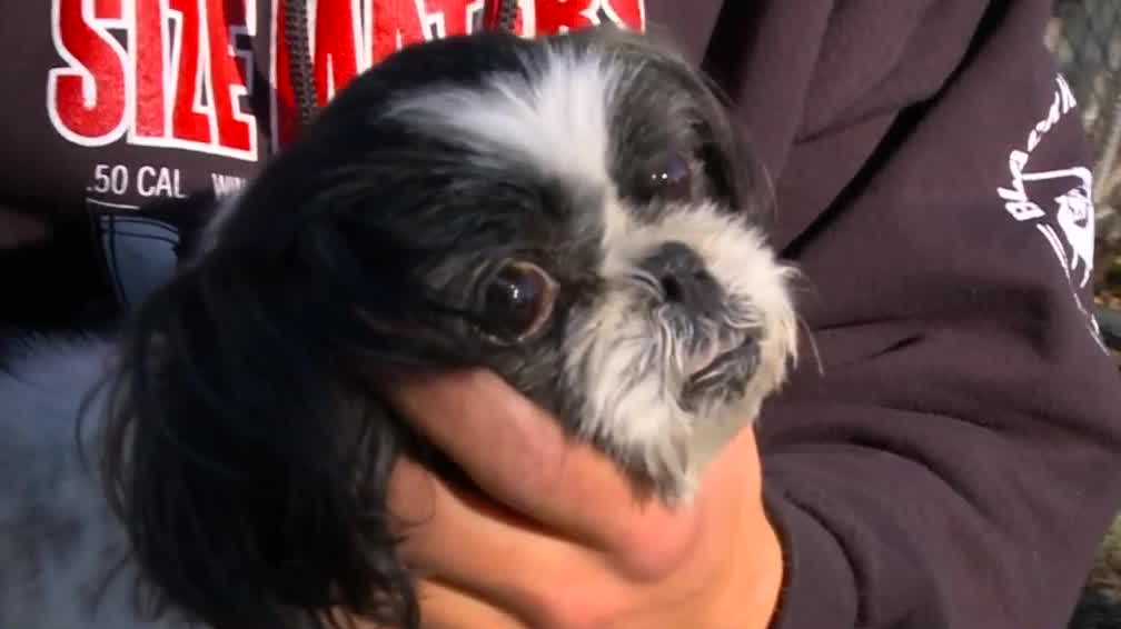 Bobcat attack Iowa family's dog killed