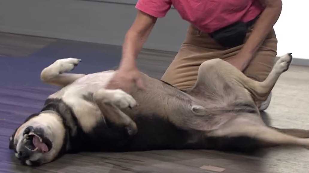 WESH 2 the Rescue: Buck from Southeast Volusia Humane Society is ready for adoption