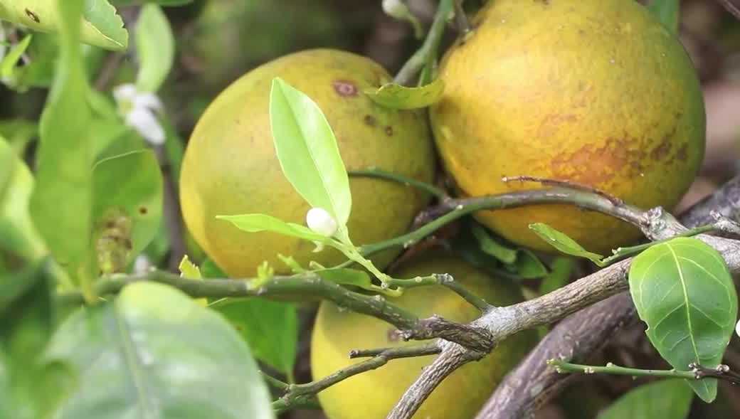 Gene editing and new tree varieties offer hope for Florida’s citrus industry