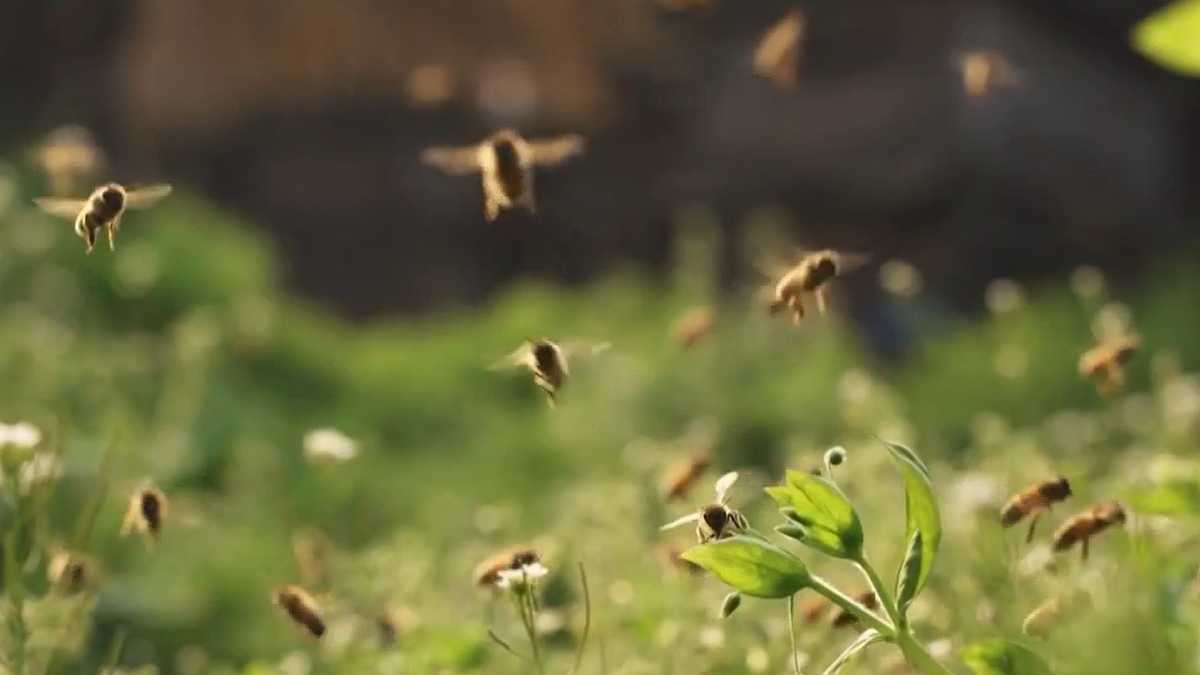 Bee population dying out faster than ever before