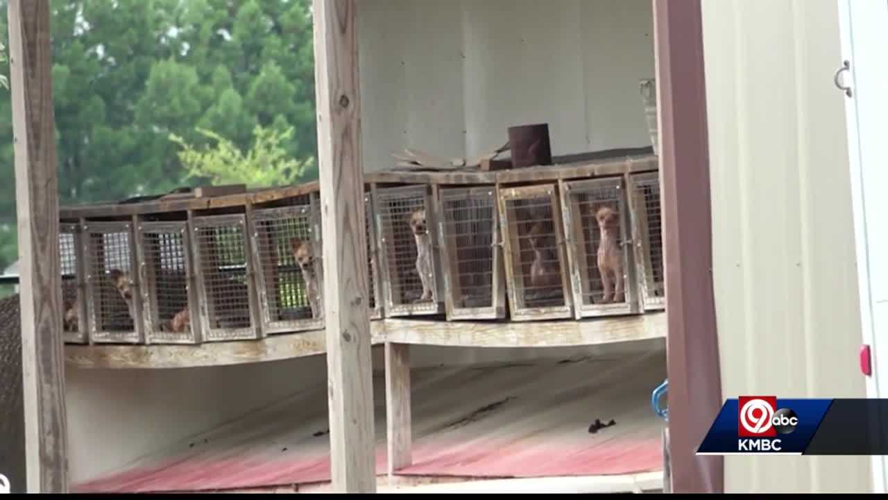 Humane Society: Missouri ranks No. 1 on its 'Horrible Hundred' list of puppy mills - Vimarsana News