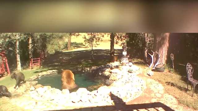 WATCH: Bear takes a swim in New Mexico backyard pond - Vimarsana News