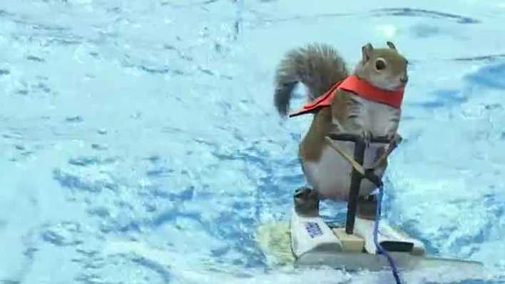Waterskiing squirrel wraps up stint at state fair