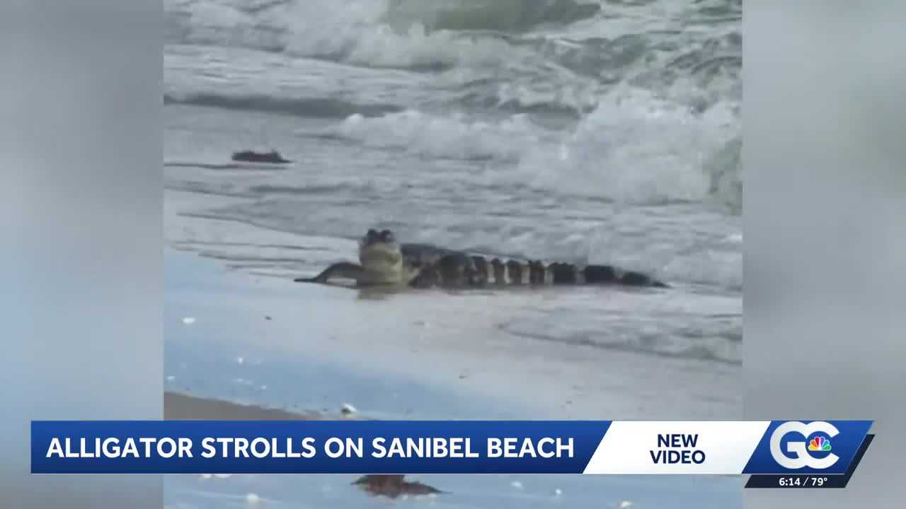 Five-foot alligator spotted swimming near beachgoers along Florida island shore
