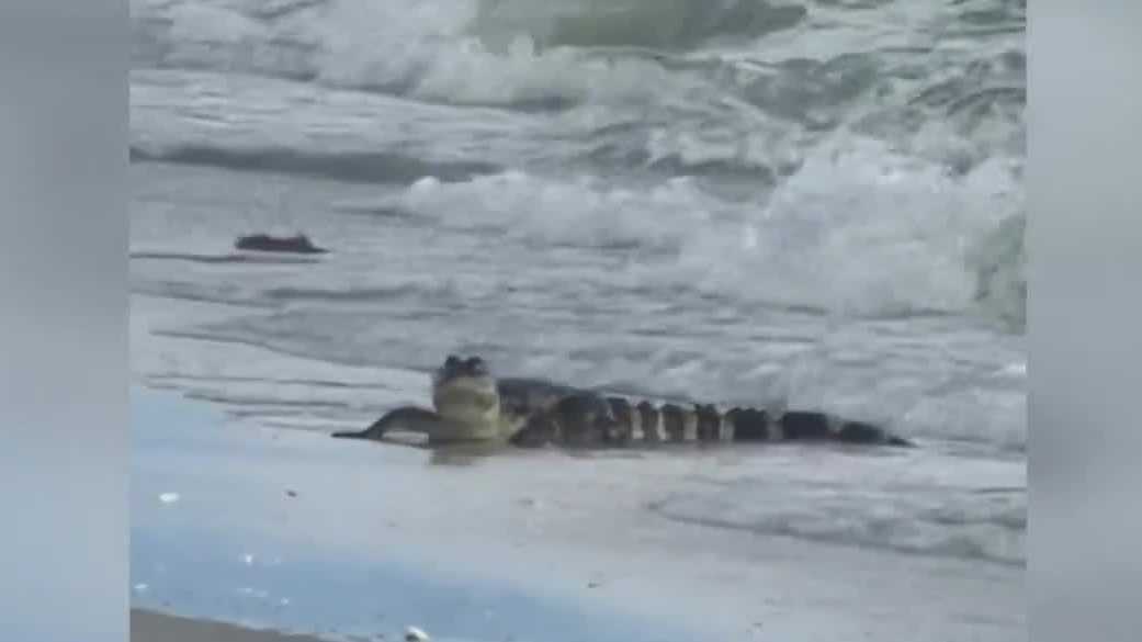 Alligator spotted swimming near beachgoers in Florida - WTAE