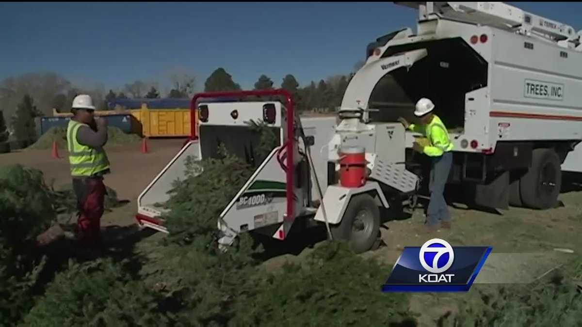 VIDEO Tree recycling event