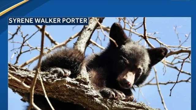 NH Fish and Game rescue bear cub in Alstead - Vimarsana News