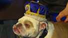 Drake Beautiful Bulldog Contest entries picked by lottery