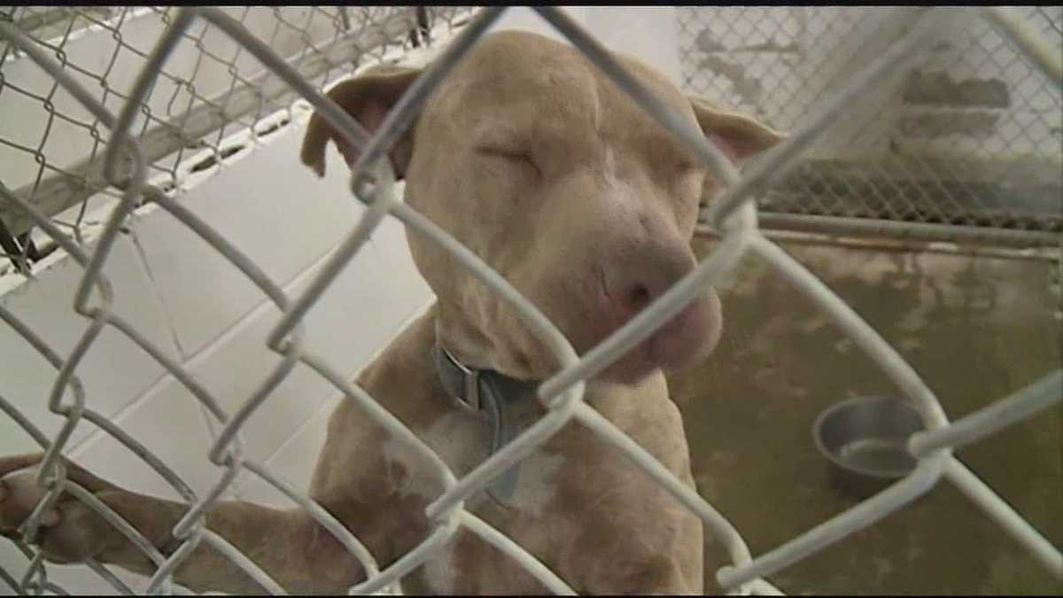 New arrests in dog fighting bust