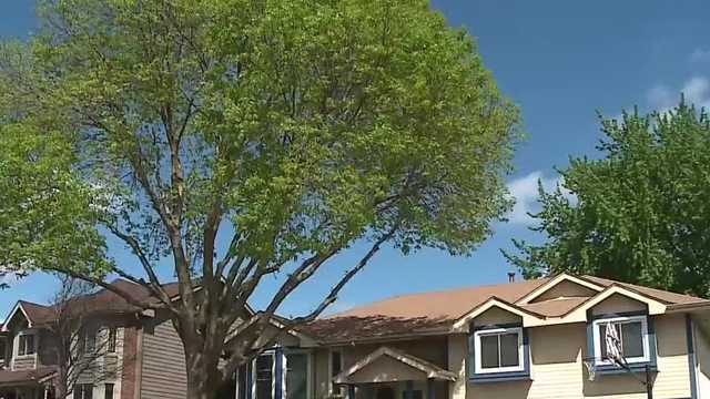 Tips on keeping your trees healthy this spring - Vimarsana News