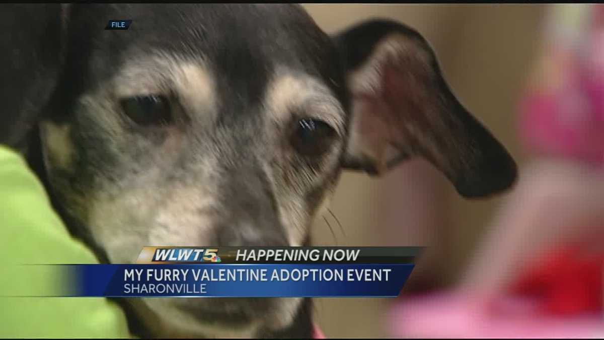 Sharonville Convention Center hosts My Furry Valentine