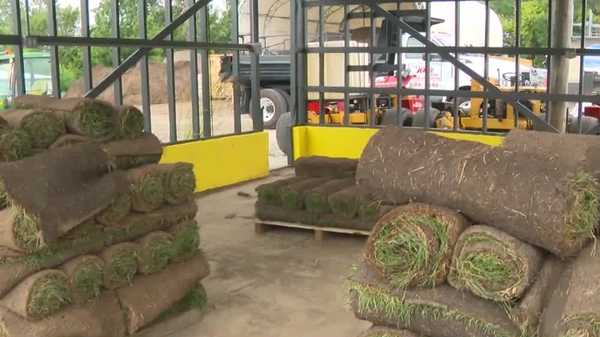 lawn-watering ban hits sod companies hard in central iowa
