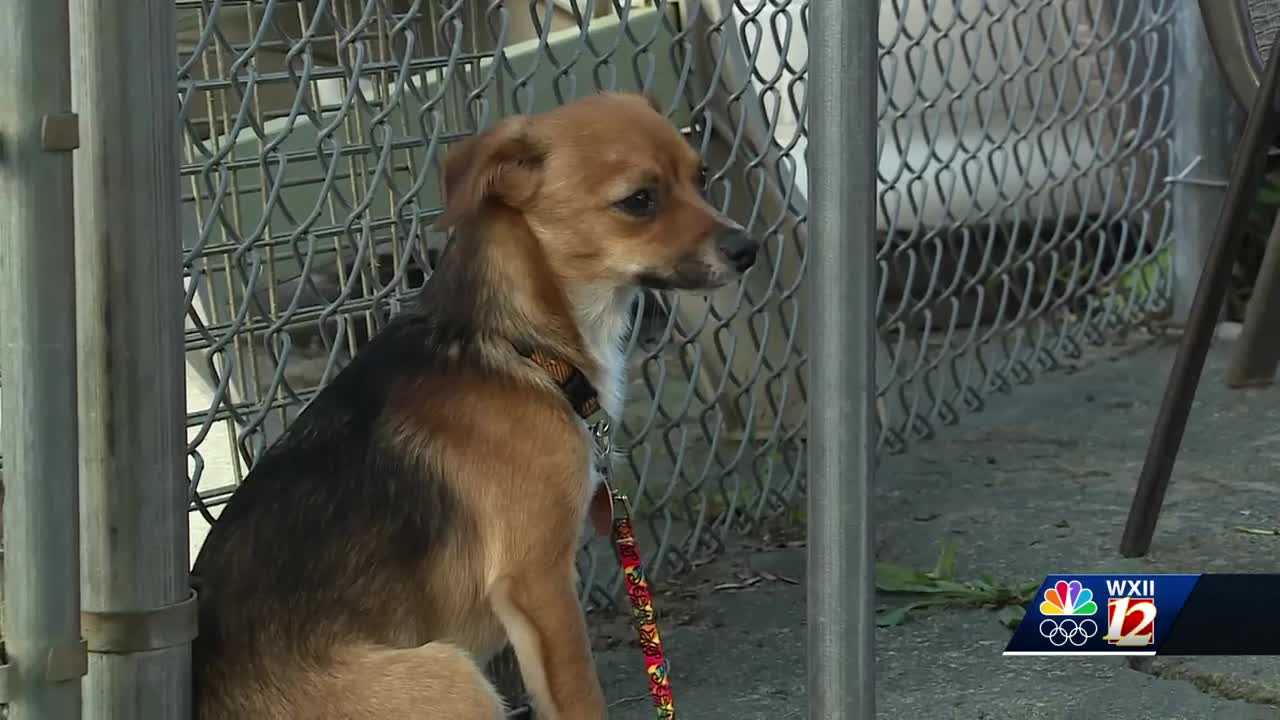 Greensboro rescue group housing several dogs following massive animal rescue in High Point - Vimarsana News