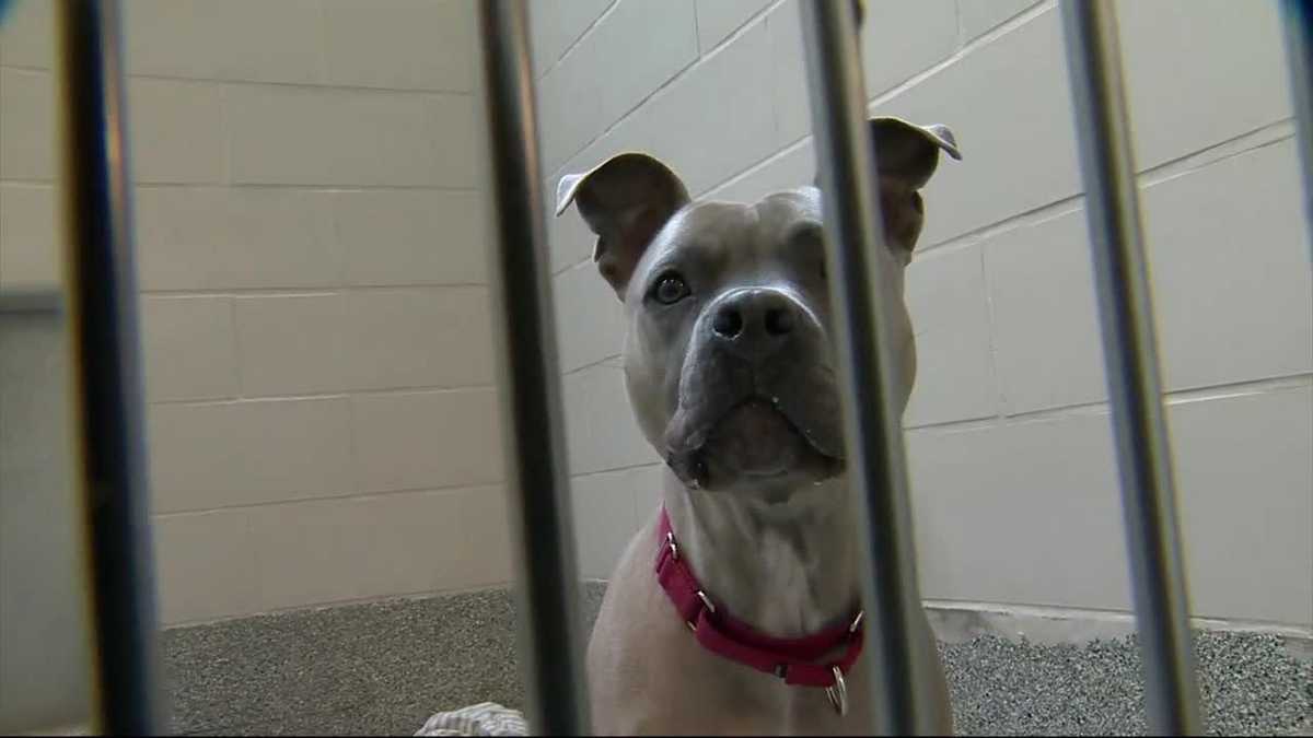 Hearing held to discuss expansion of 'Puppy Lemon Law'