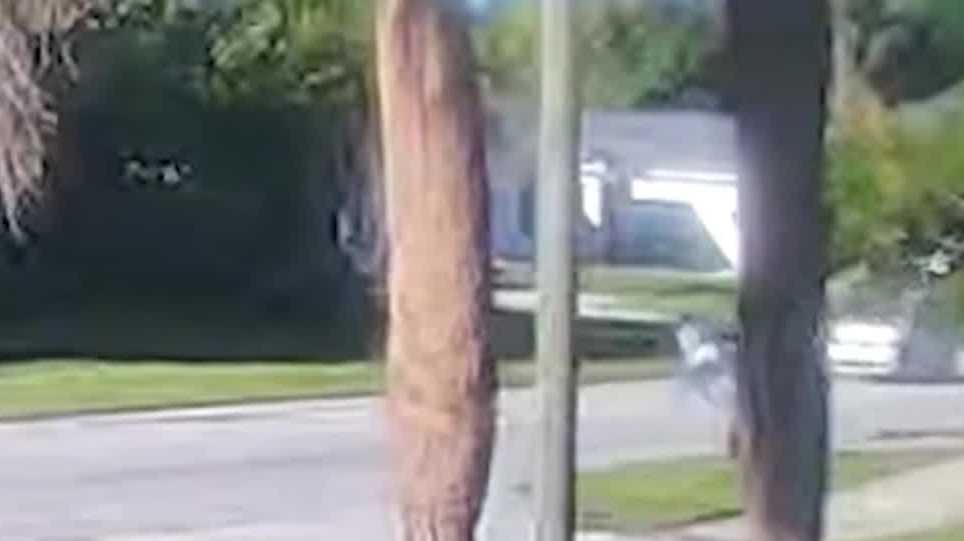 Florida community rallies after 11-year-old hit by car - WPBF