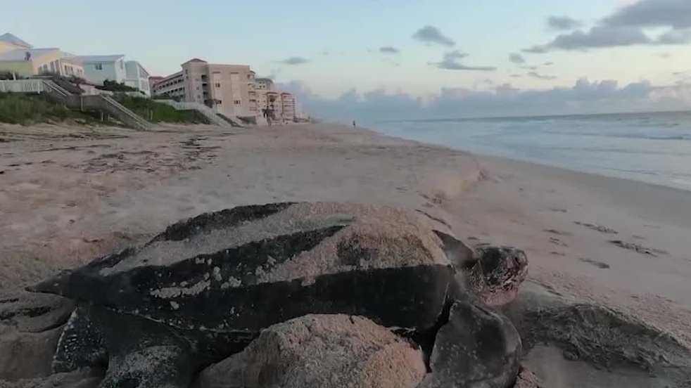 Sea Turtle Preservation Society saves stranded turtle in Melbourne Beach