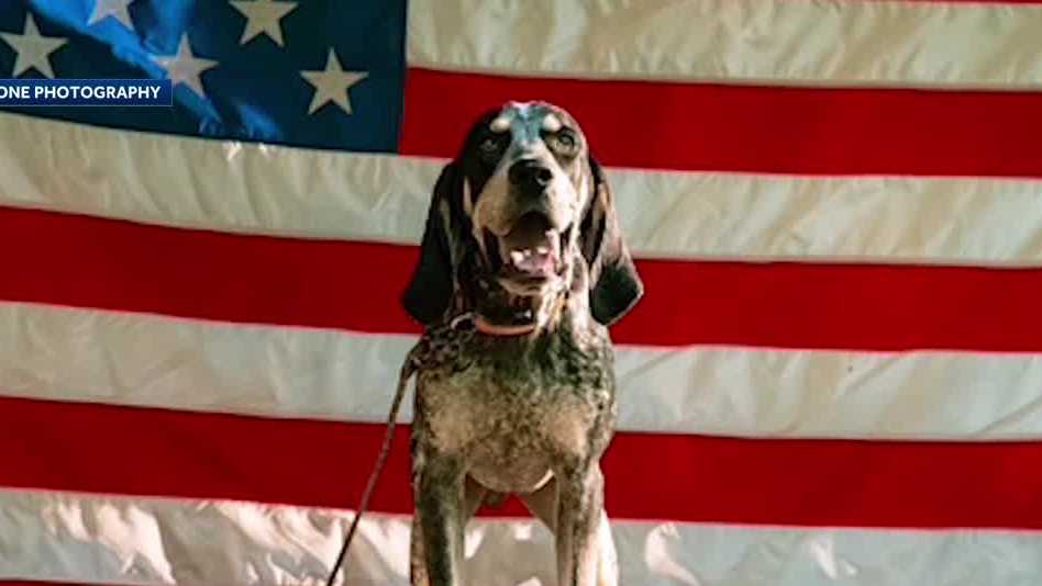 Rabbit Hash, KY elects new mayor, Boone the dog - WLKY