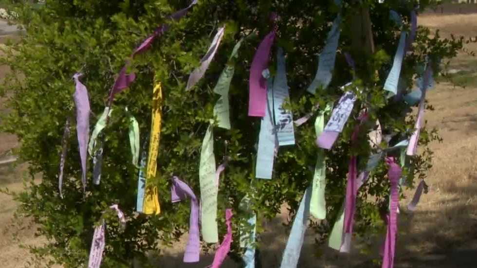 Dozens share memories of mom on Sacramento Mother's Day Tree - Vimarsana News