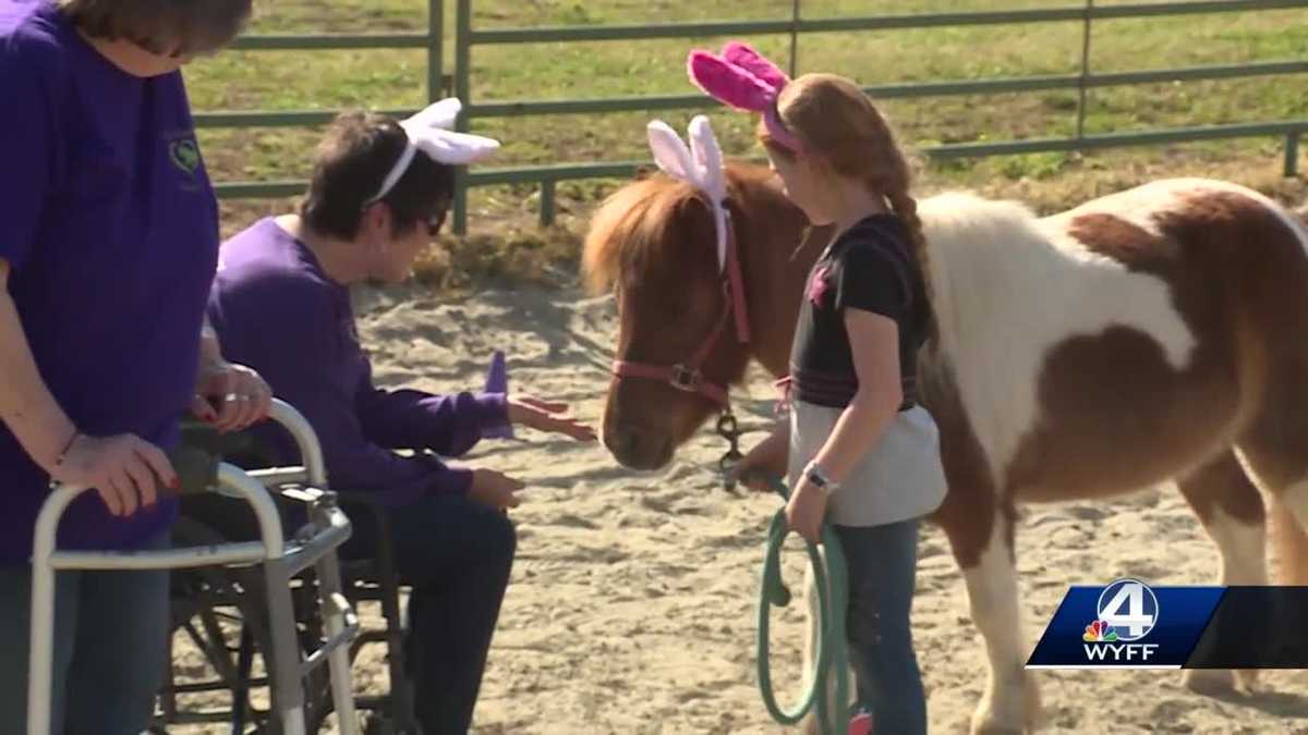 Miniature therapy horses lend a helping hoof