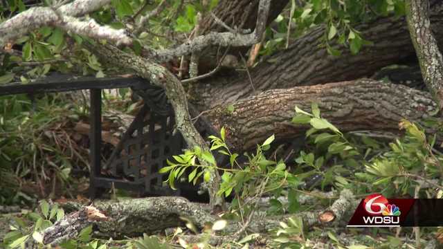 WDSU Investigates: Documents show arborist raised concerns with Jackson square tree 10 days before tragic accident - Vimarsana News