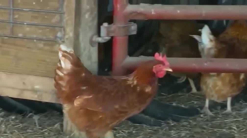 Des Moines City Council may limit chickens, roosters residents can own