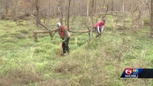 Volunteers plant tree seedlings at the Bayou Sauvage National Wildlife Refuge - Vimarsana News