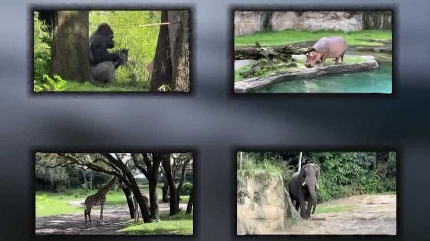 10,000 pounds of food a day: Behind the scene of caring for the animals at Disney World