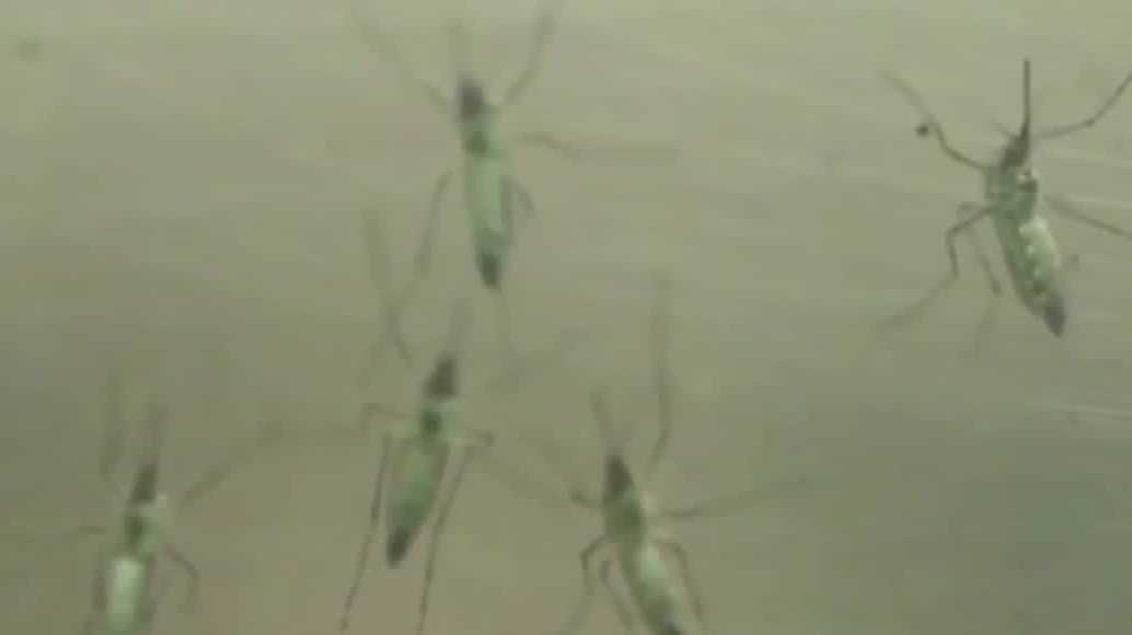 NH sees first confirmed human case of West Nile Virus this year