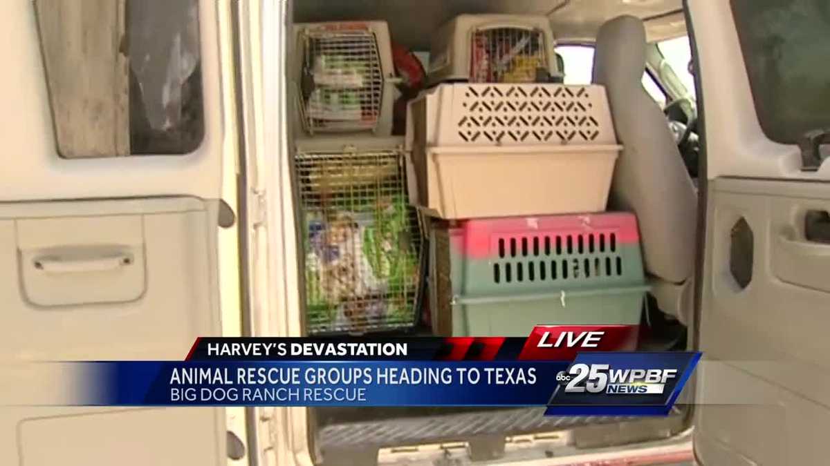 Animal rescue groups heading to Texas