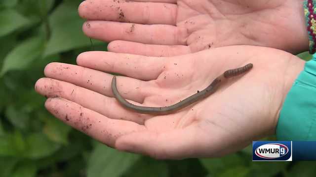 Grow it Green: Jumping worms - Vimarsana News