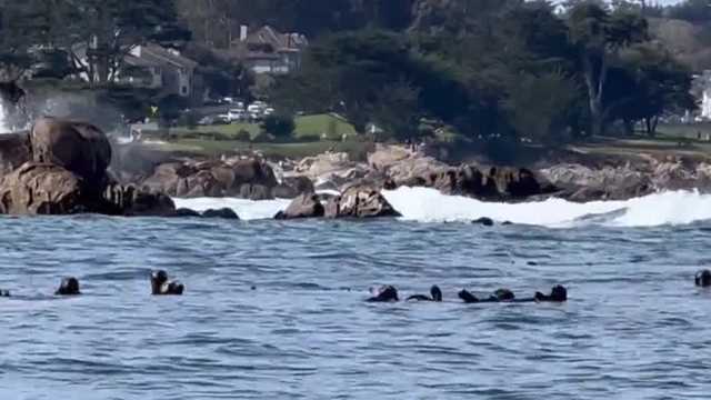 Sea otters are dying from a rare parasite strain along the Central Coast - Vimarsana News