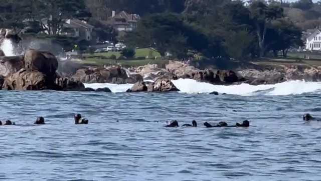 Officials are reporting hundreds more sea otters off the Monterey coast near Cannery Row - Vimarsana News