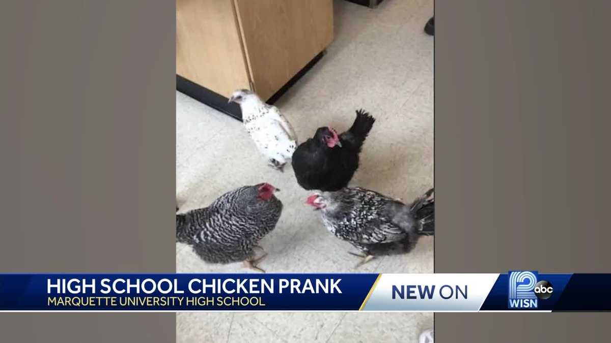Students take chickens to school for senior prank