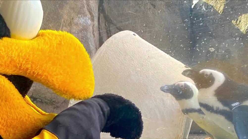 企鹅在PPG Paints Arena迎接冰球迷们