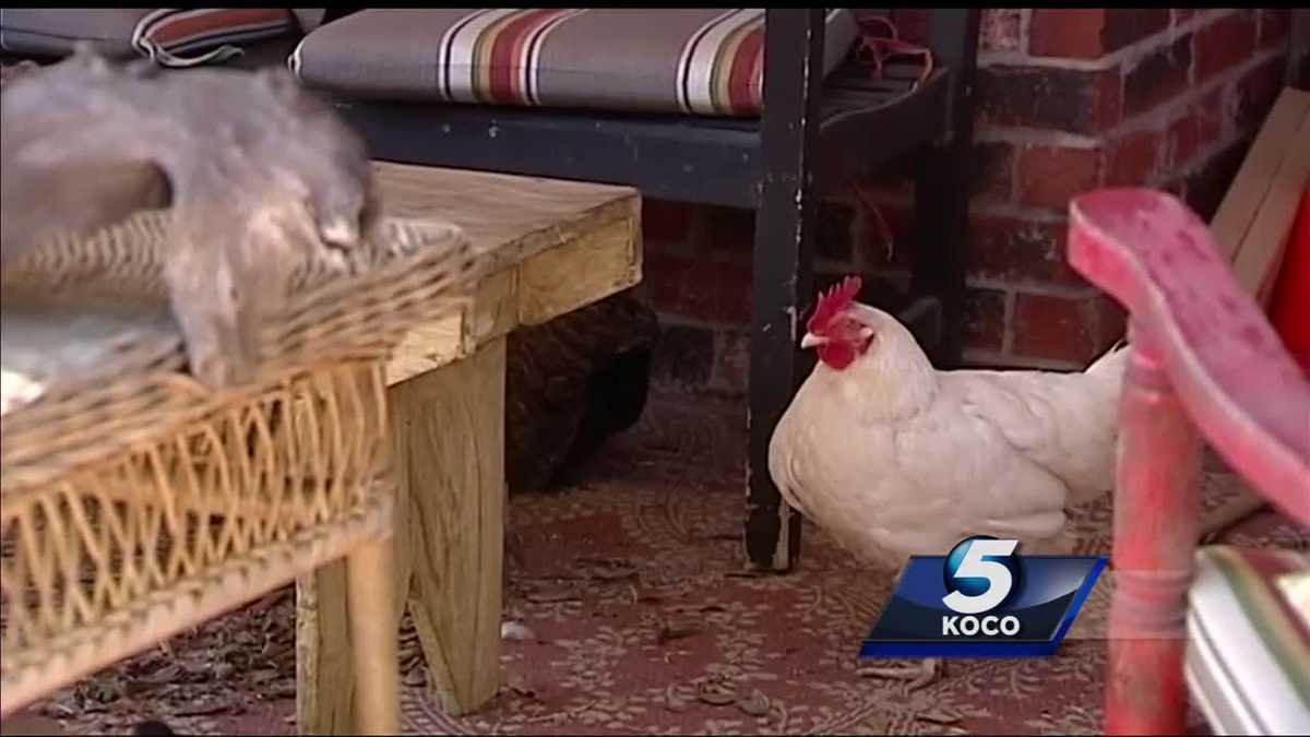 Edmond City Council tables urban chicken ordinance