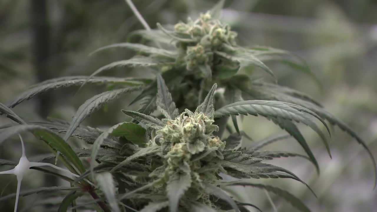 wcvb.com - Mike Beaudet - Survey: Most Massachusetts residents unaware of cannabis mental health risks