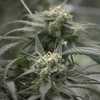 Study shows rise in cannabis addiction among US adults
