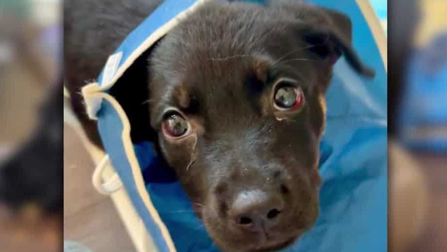 Arrow Fund asking community for help after severely injured puppy found in recycling bin