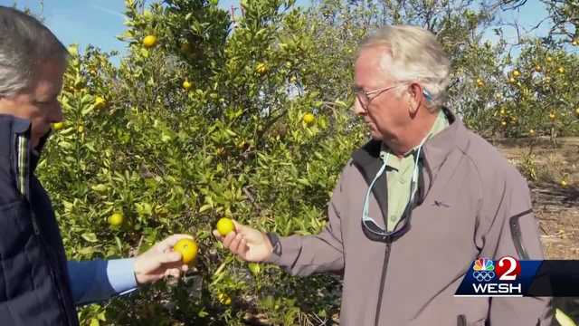 Florida citrus industry facing worst crop in more than 75 years - Vimarsana News