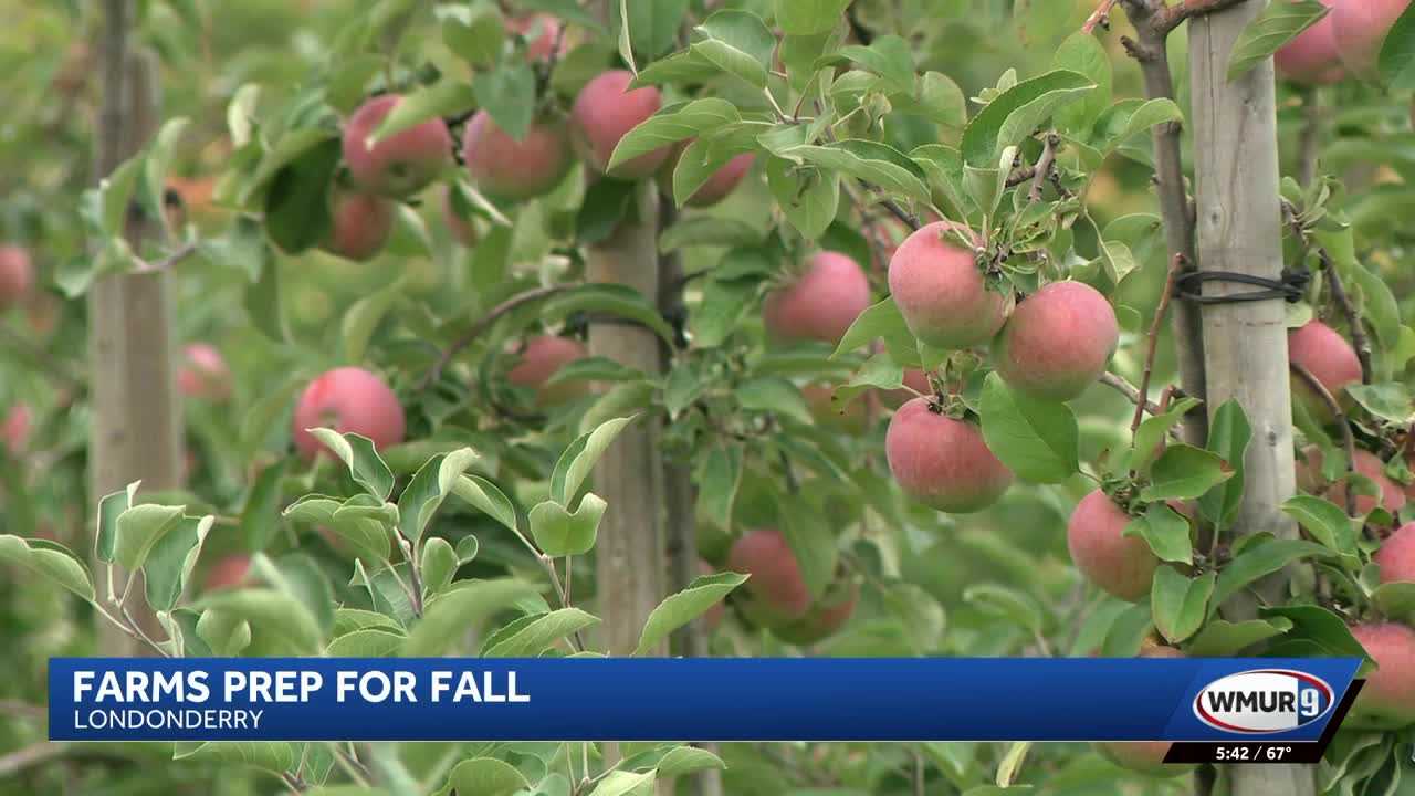 wmur.com - Maria Wilson - New Hampshire farms prepare for fall, picking season