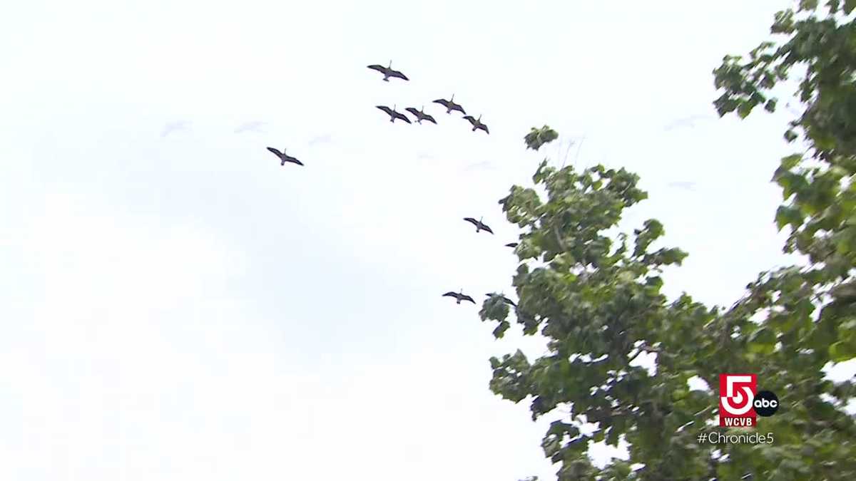 Solving the geese problem and unwanted teeth staining