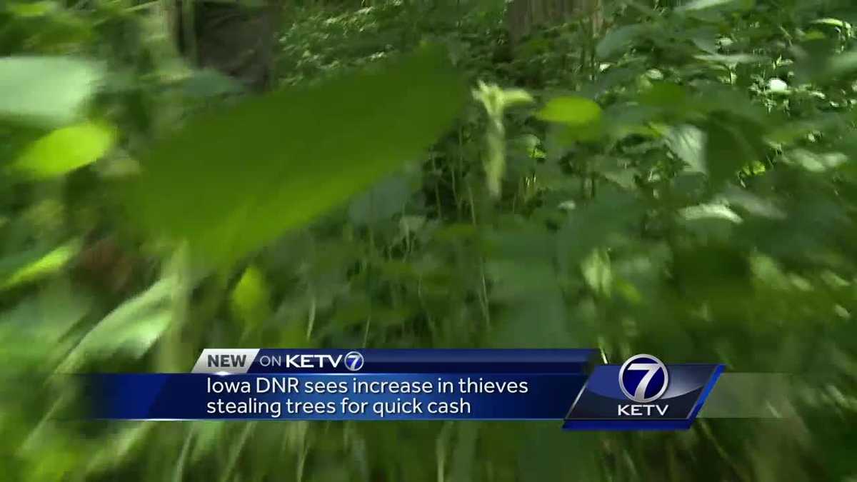 Iowa DNR sees increase in thieves stealing trees for quick cash