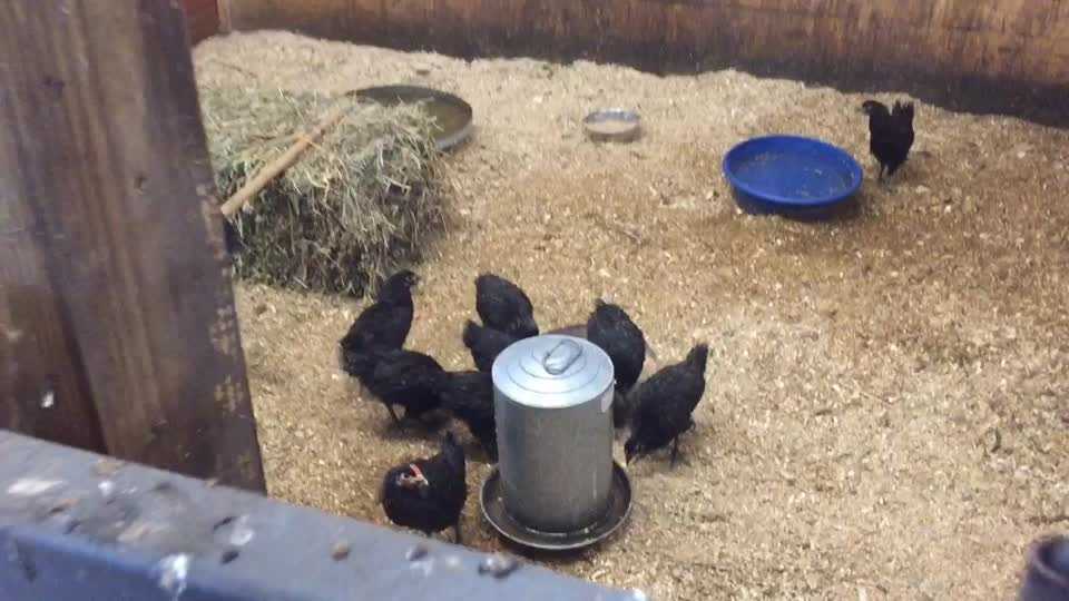 55 chickens removed from Des Moines home