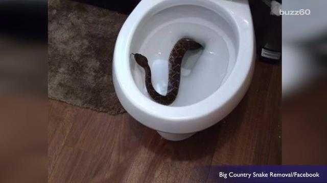 This snake found coiled inside a toilet : r/oddlyterrifying