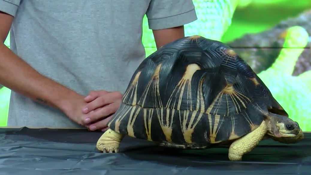 Creature Feature: Maddy the radiated tortoise from Iguanaland