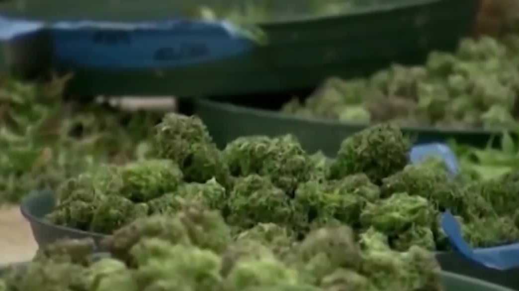 Nebraska Medical Cannabis Commission chair resigns, bills could shape group's future