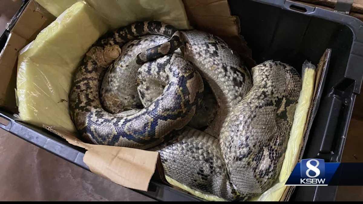 Investigators look for who abandoned a 17-foot python in Marina