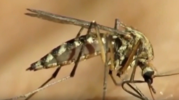 Doctor discusses recent deadly outbreak of Dengue fever