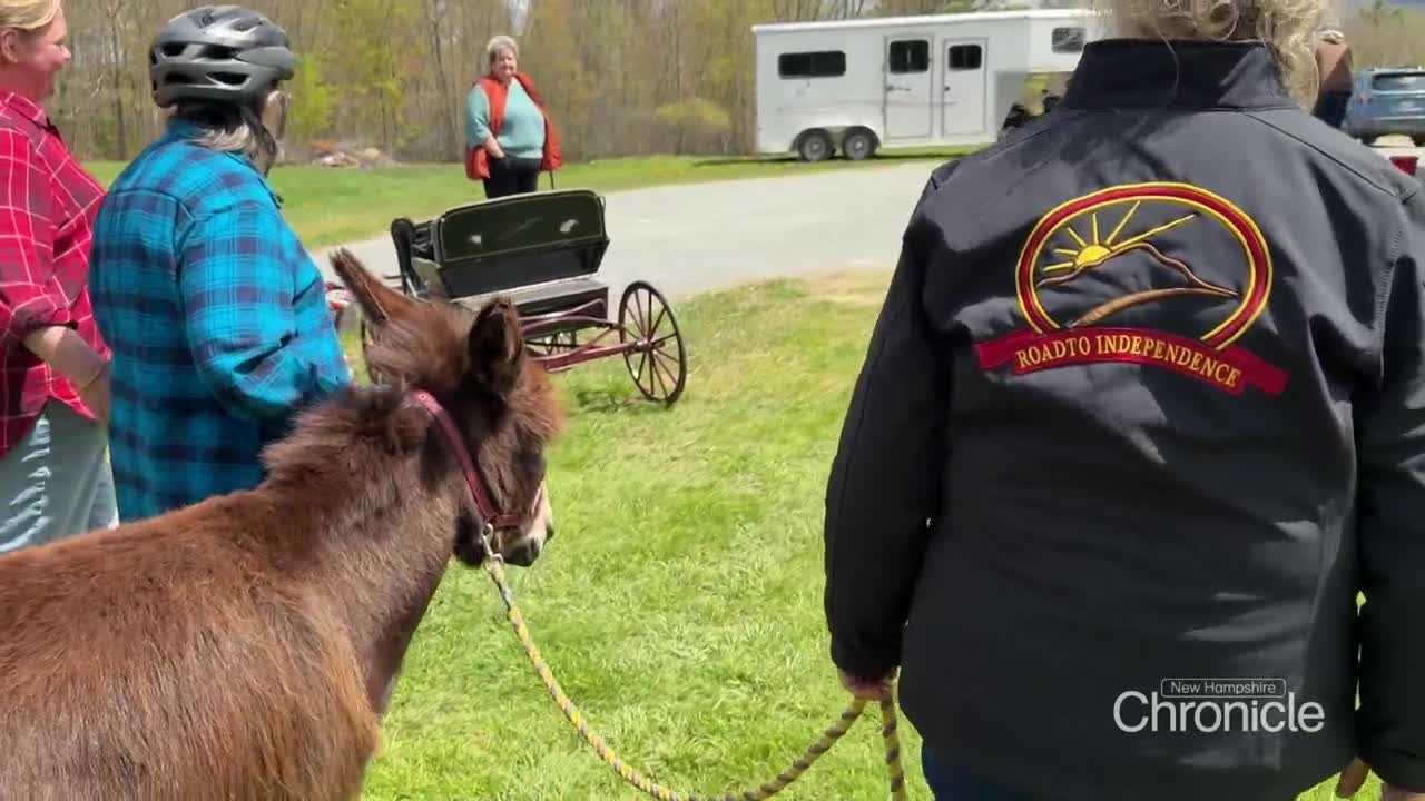 Donkeys at Road to Independence helping people with disabilities discover their strengths