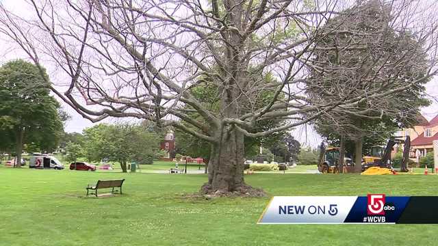 Fate of massive 100-year-old tree ravaged by disease center of debate - Vimarsana News